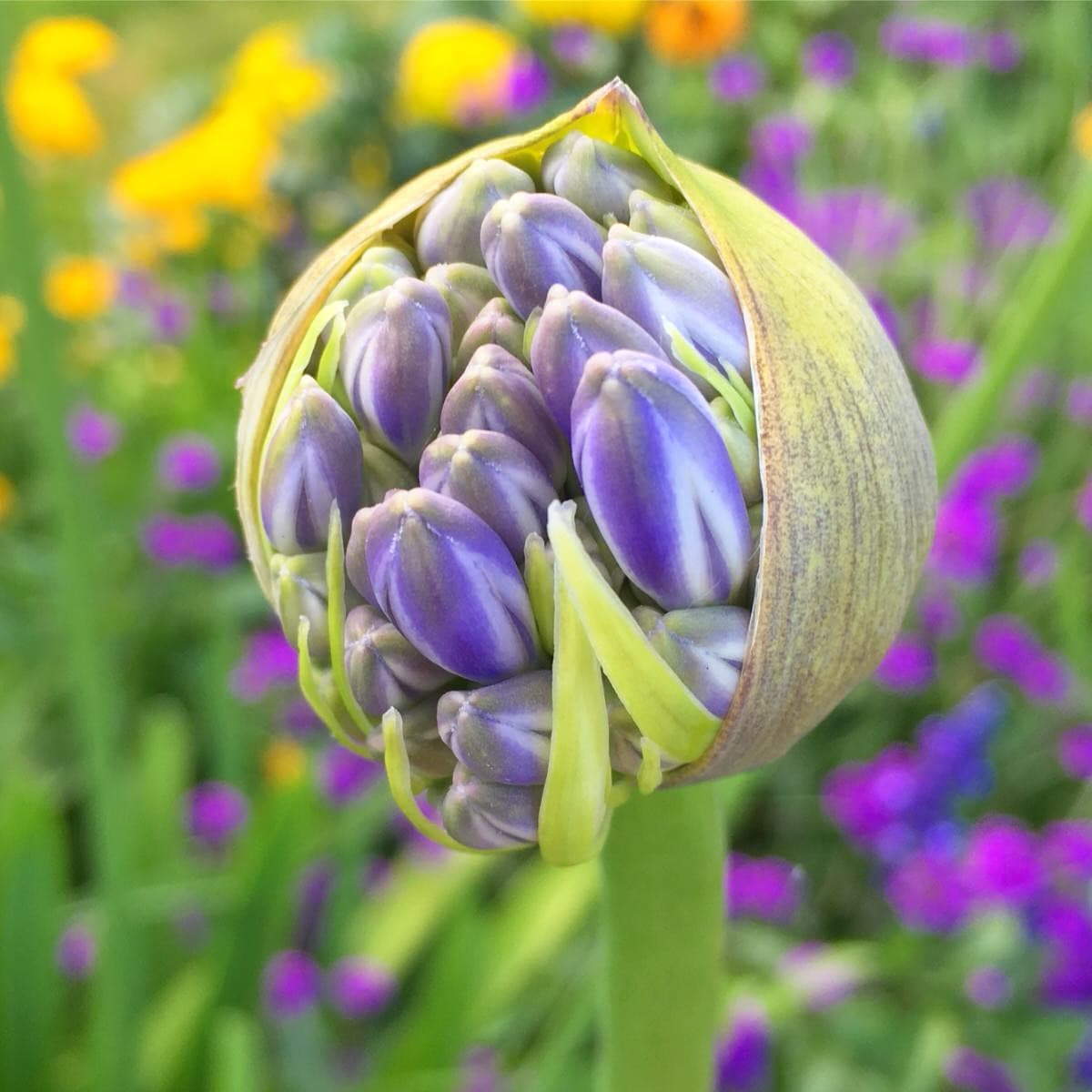 Photo by Catherine Lewis