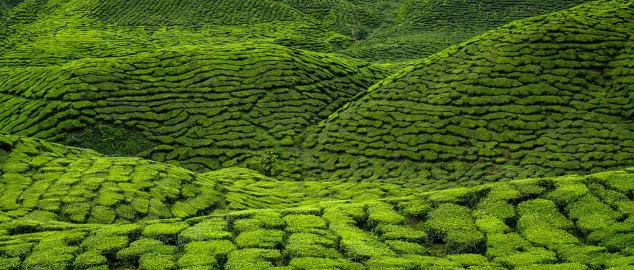 Photo by Silvano Pedrett