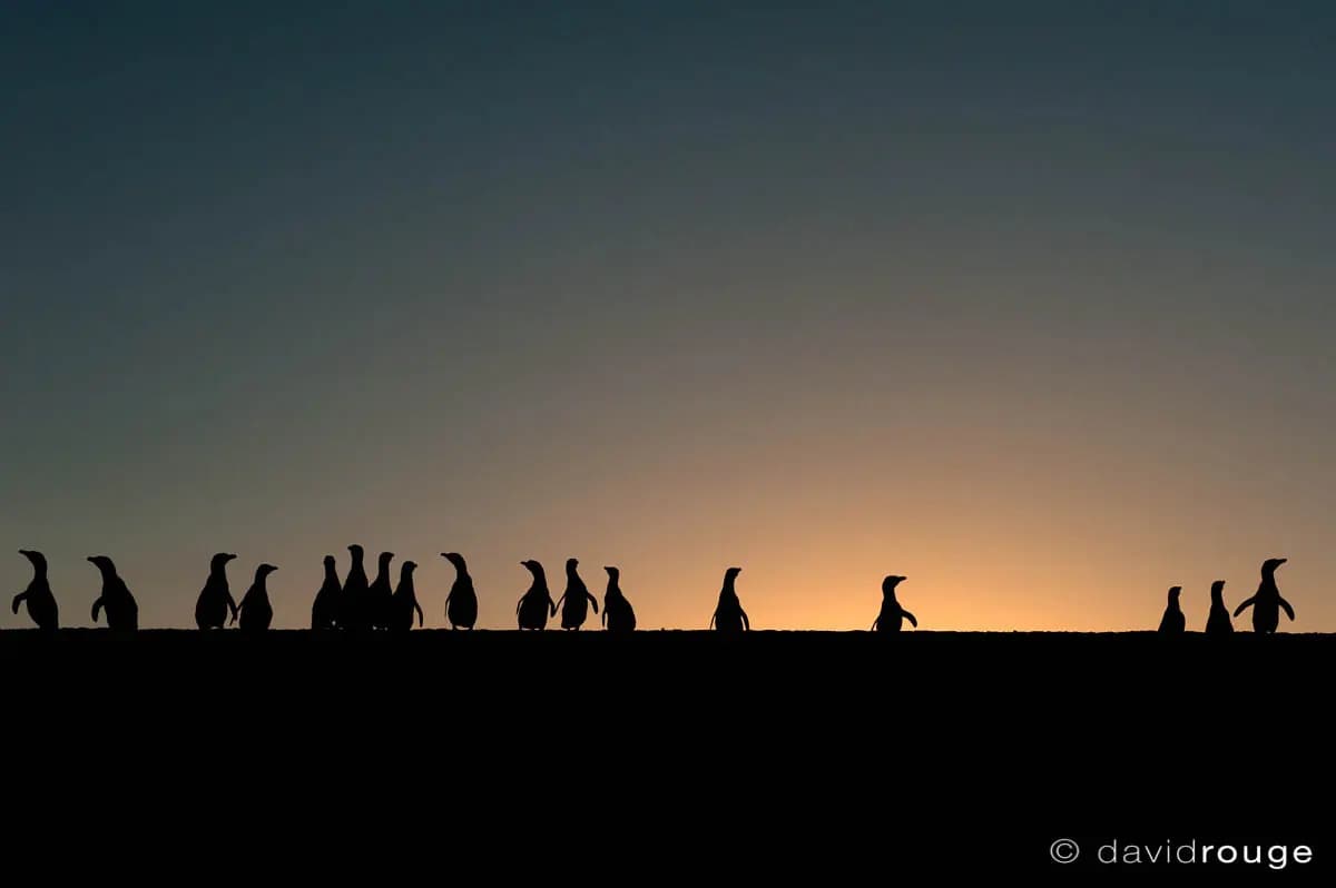 Photo by David Rouge