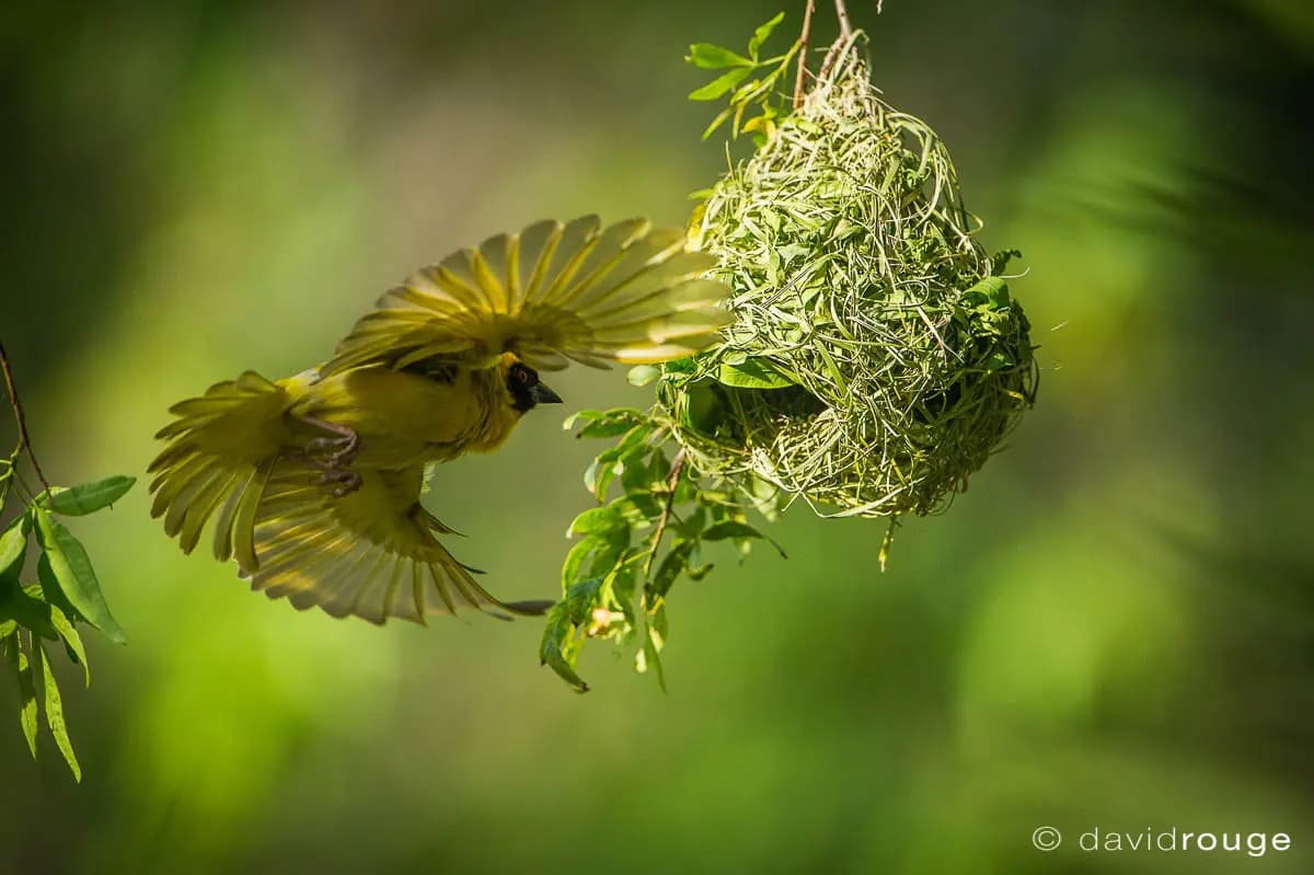 Photo by David Rouge