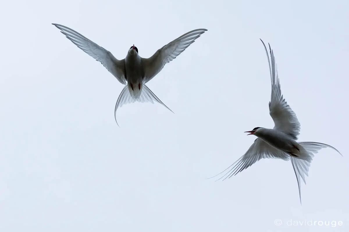 Photo by David Rouge