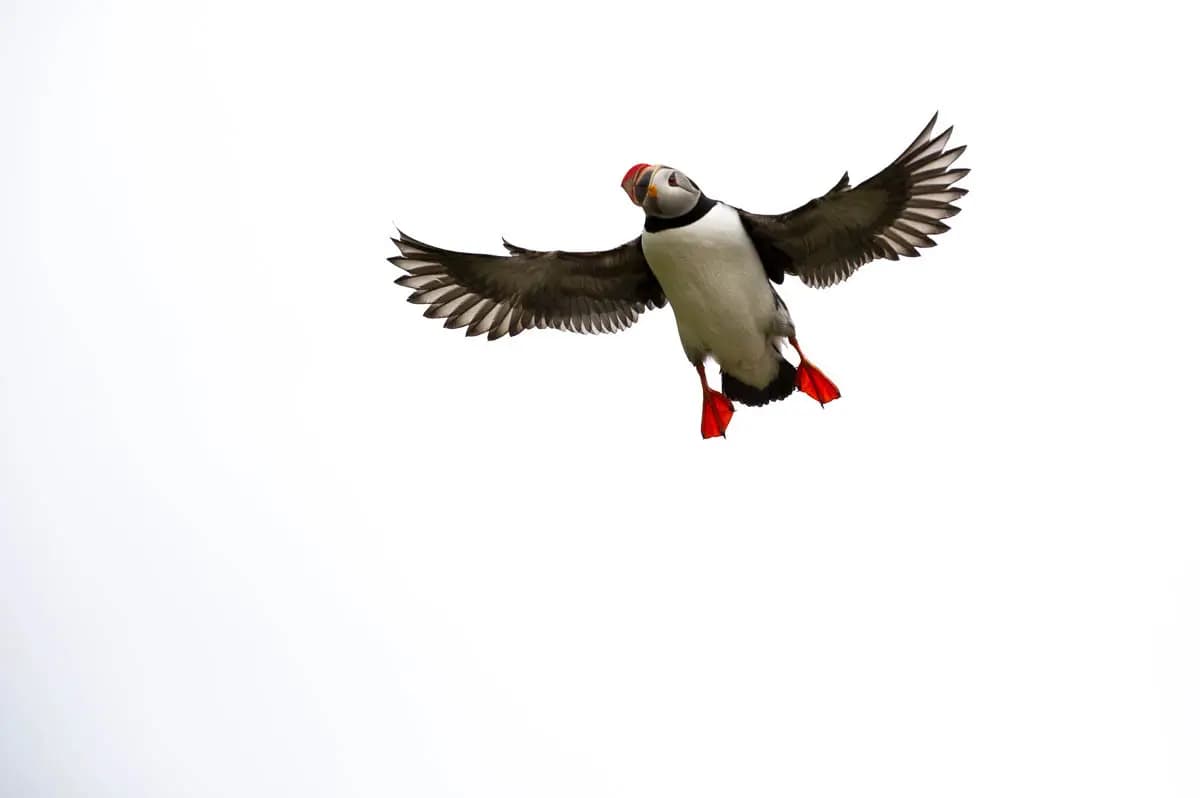 Photo by David Rouge