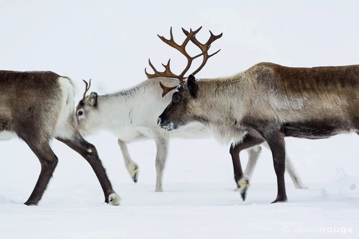 Photo by David Rouge