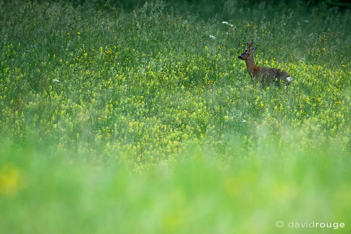 Photo by David Rouge