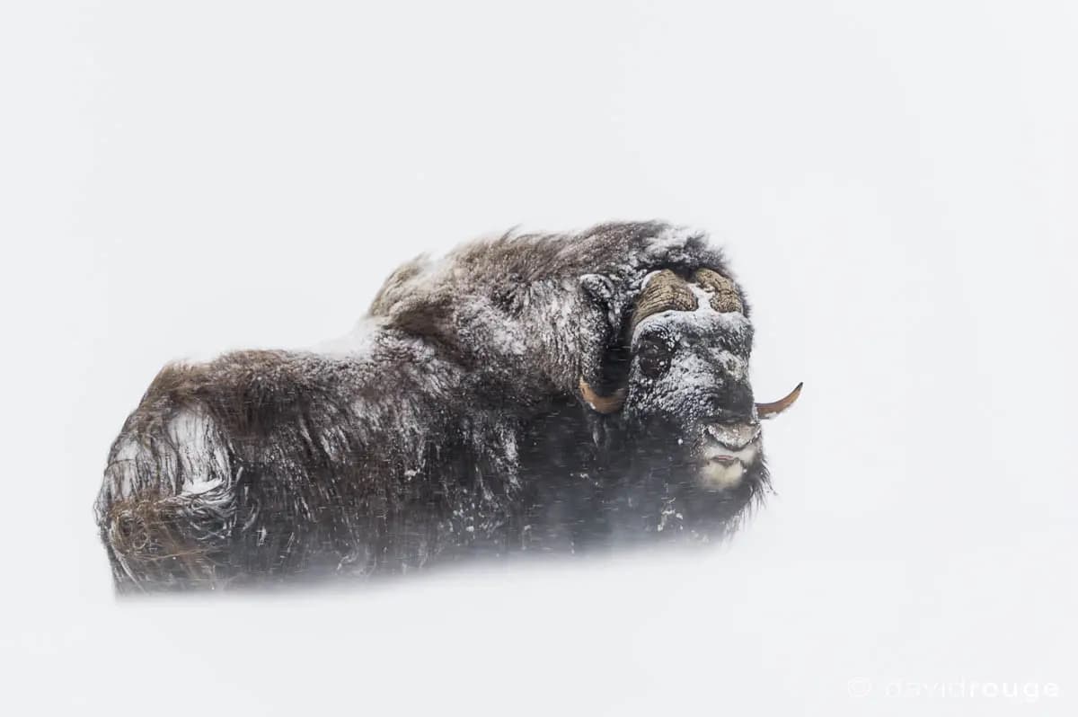 Photo by David Rouge