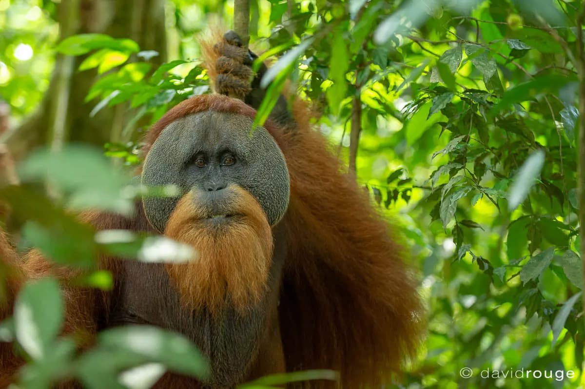 Photo by David Rouge