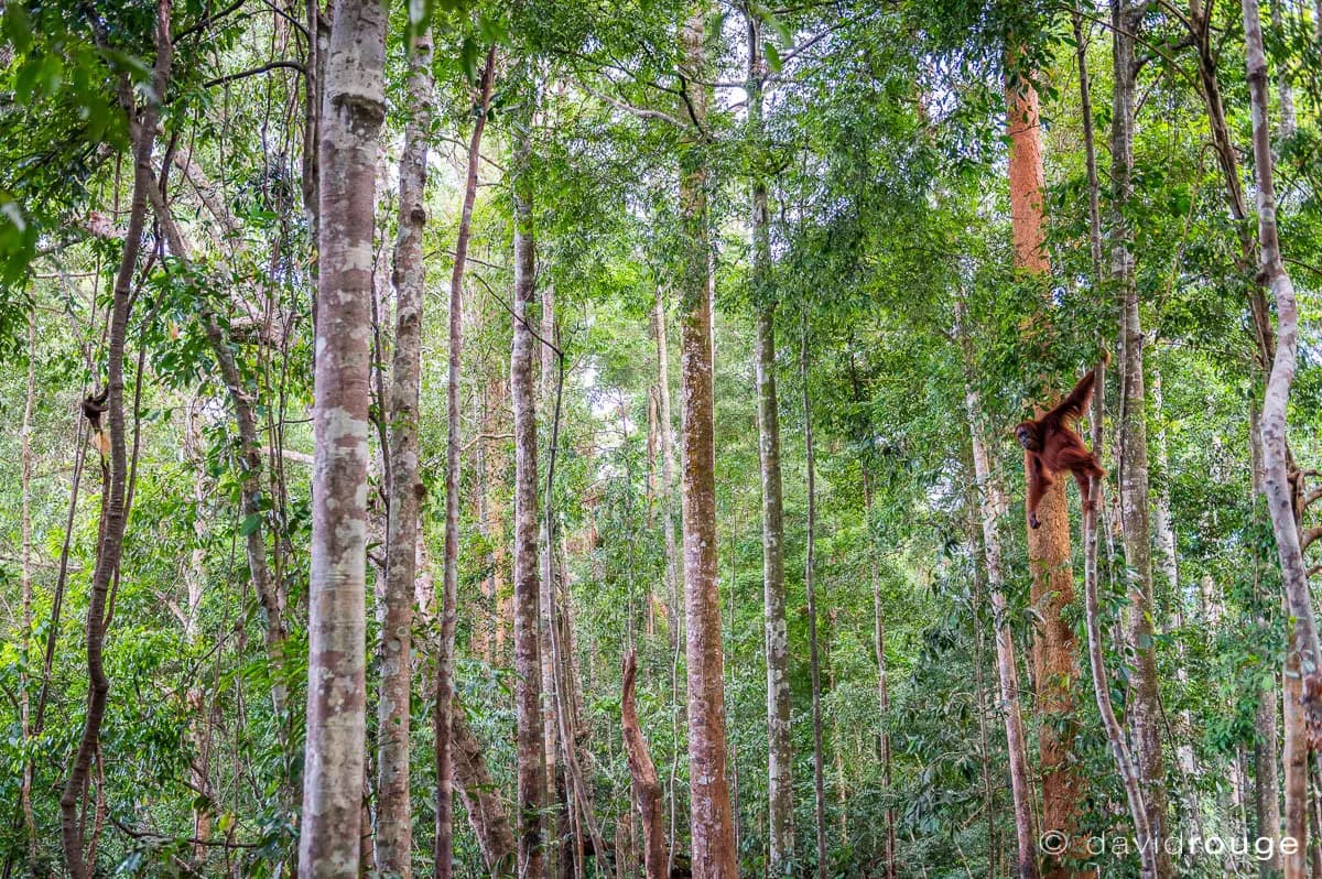 Photo by David Rouge