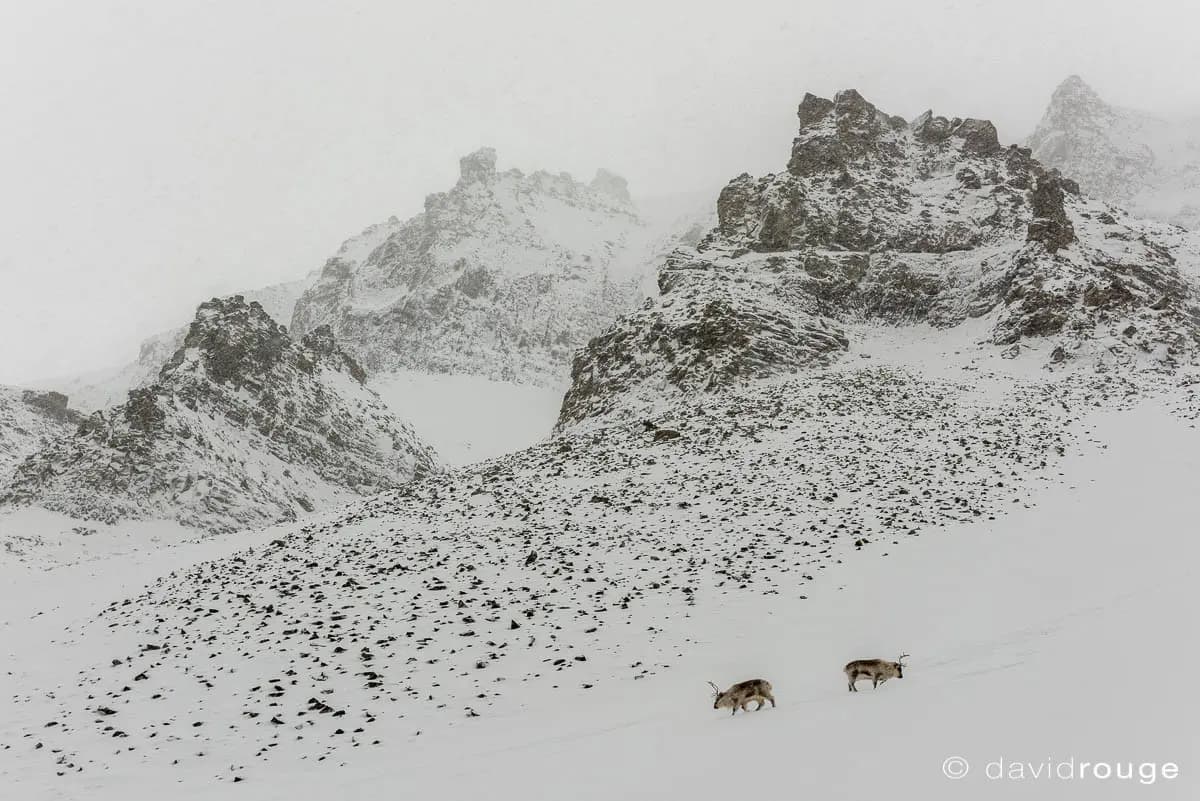 Photo by David Rouge