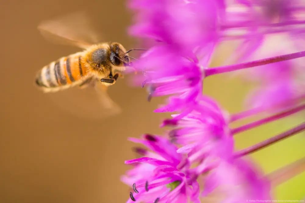 Photo by Samantha Keller