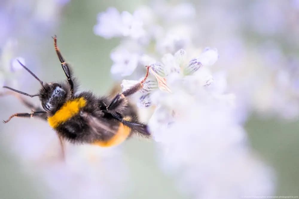 Photo by Samantha Keller