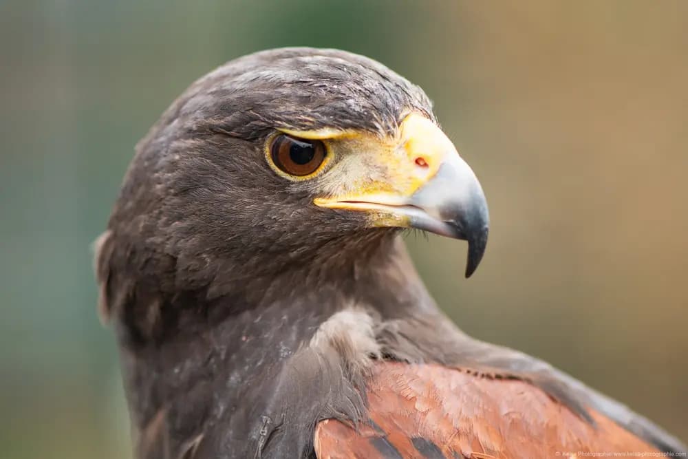 Photo by Samantha Keller